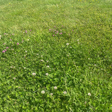 Load image into Gallery viewer, Organic Wild Meadow Turf