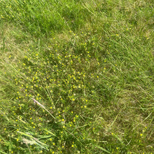 Load image into Gallery viewer, Organic Wild Meadow Turf