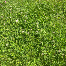 Load image into Gallery viewer, Organic Wild Meadow Turf